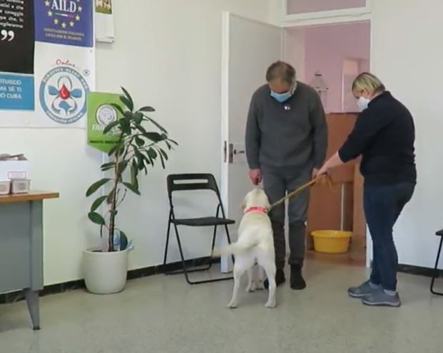 Cani per la ricerca del coronavirus